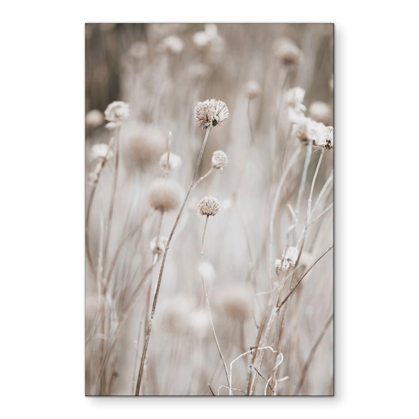 Billede Tørrede blomster i bløde toner - Annie - Alu-Dibond
