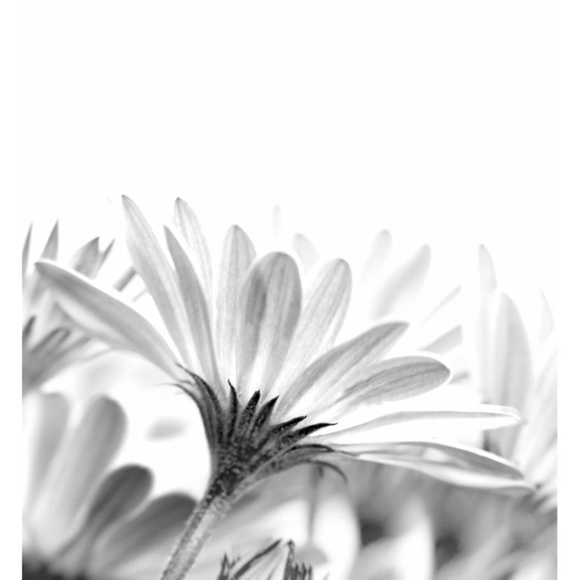 Fotomural Margaritas en detalle - 240x260 cm