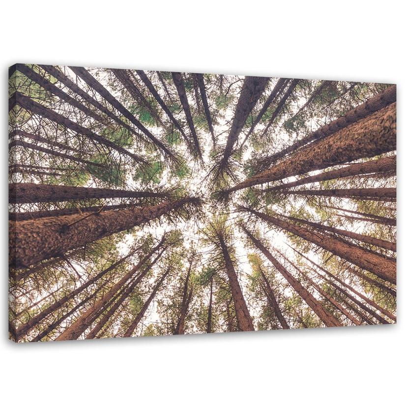 Canvasbillede, Træ skov natur