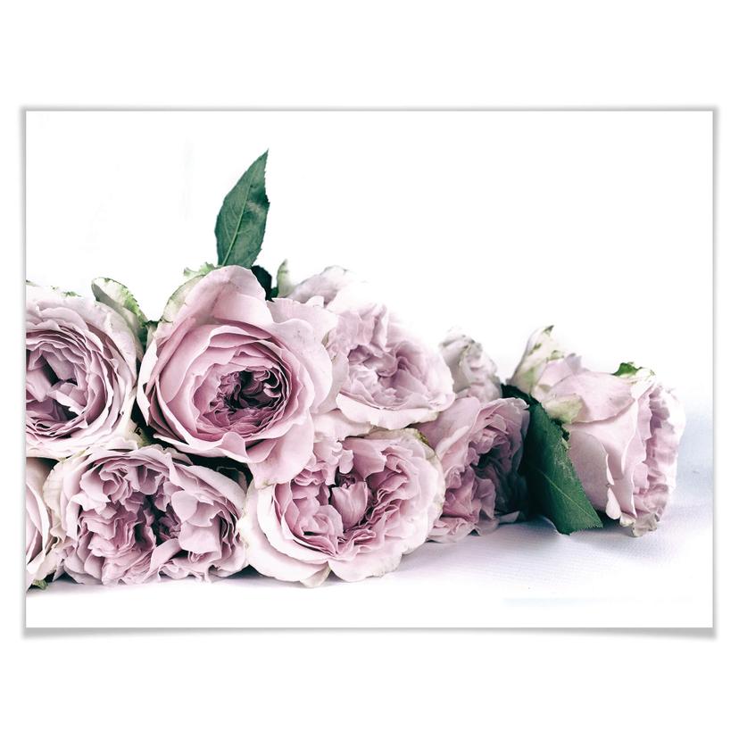 Poster – Peonie lilla