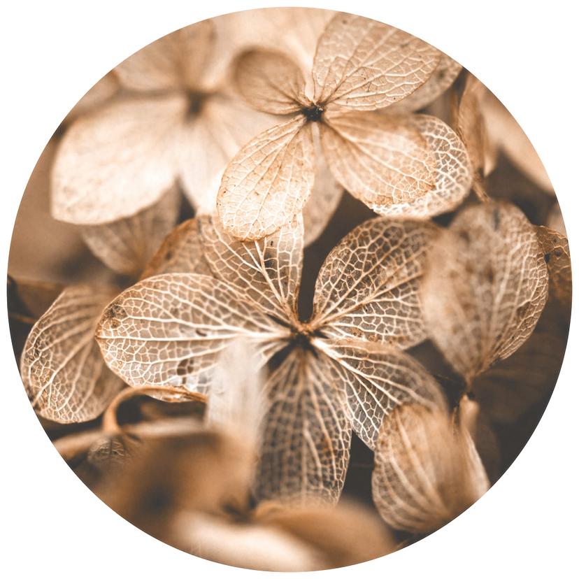 Annie - Delikata blommor - Rund Fototapet - non-woven tapet/självhäftande non-woven tapet