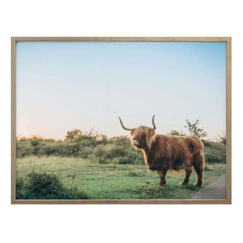 Poster - Vache des Highlands 01