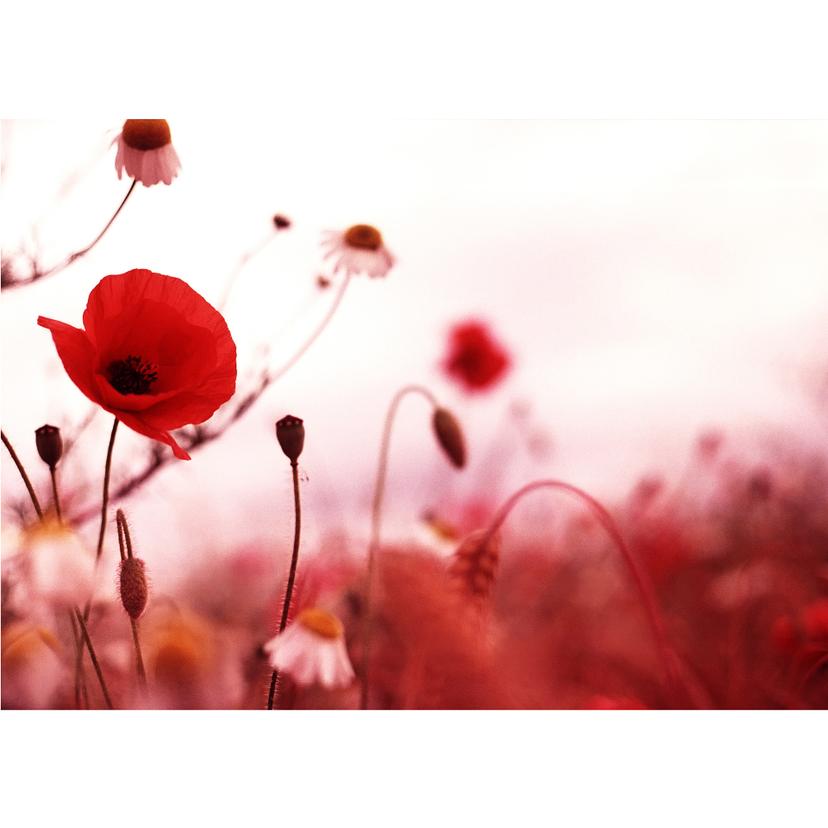 Fotomurale Impressioni di papaveri