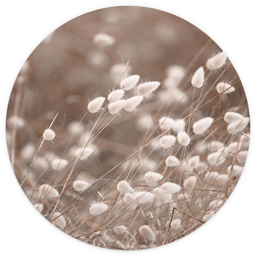 Erbe delicate nella luce autunnale Fotomurale - Collins - Rotondo - carta da parati in tessuto non t