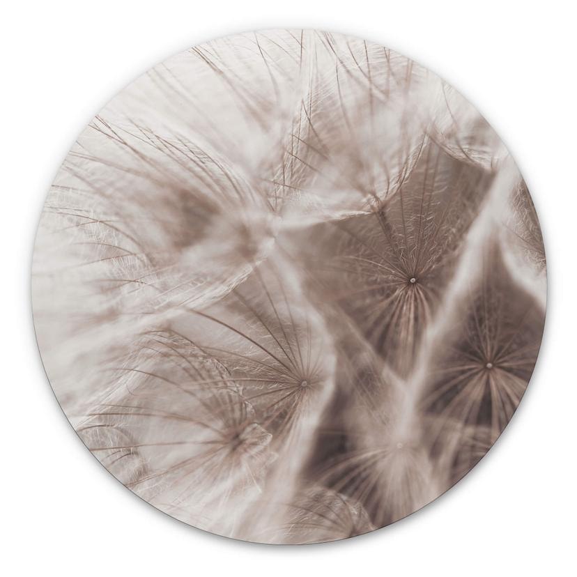 Tableau sur alu-Dibond Pissenlit Close Up - Rond