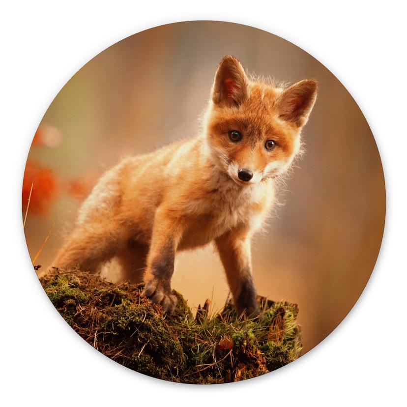 Tableau sur alu-Dibond rond Adamec - Jeune renard dans la forêt