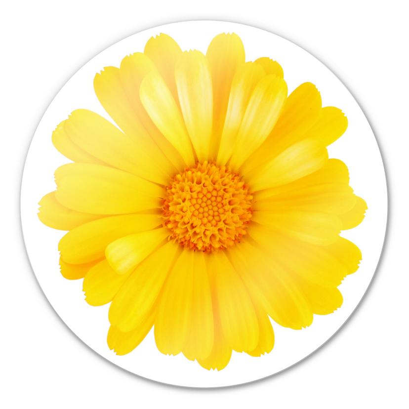 Tableau en verre - Gerbera jaune - rond