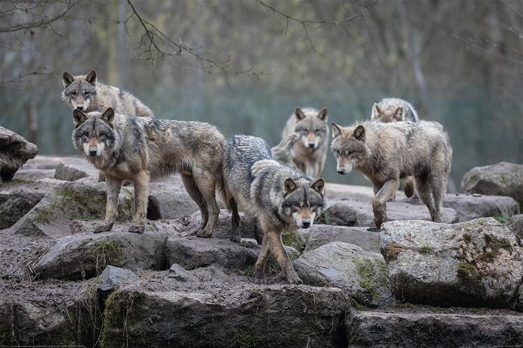 Poster Wolves - Grey Wolf 91,5x61 cm