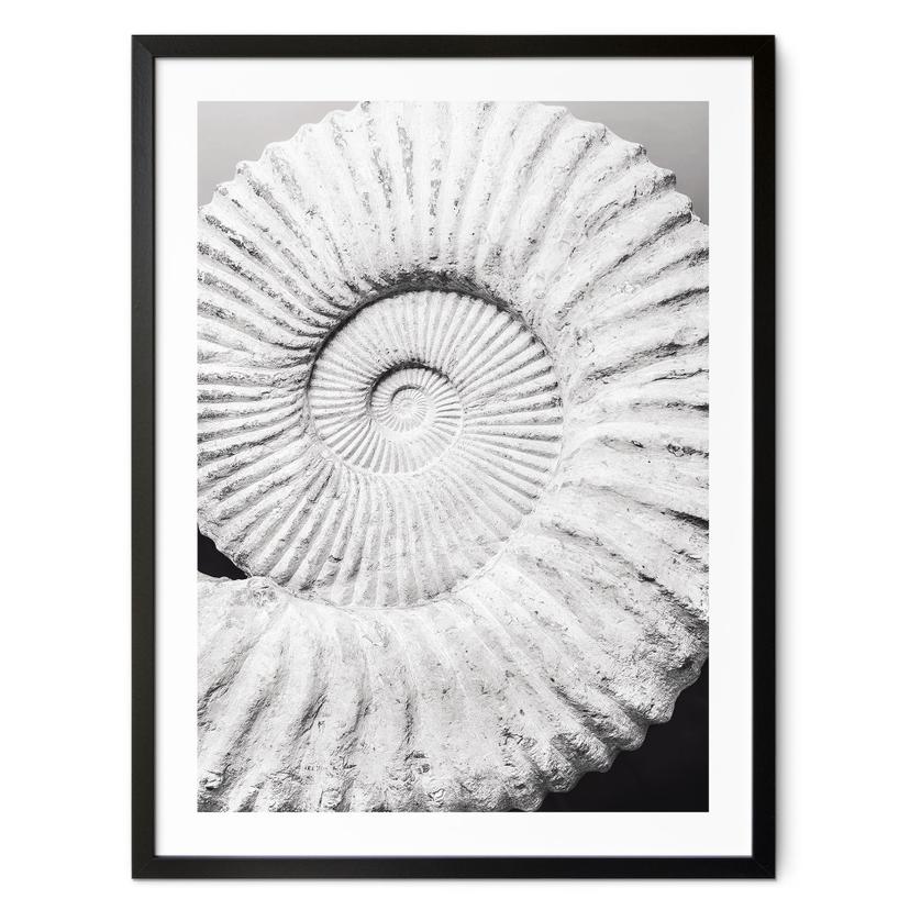 Plakat Fossil muslingeskal - Shot-by-Clint
