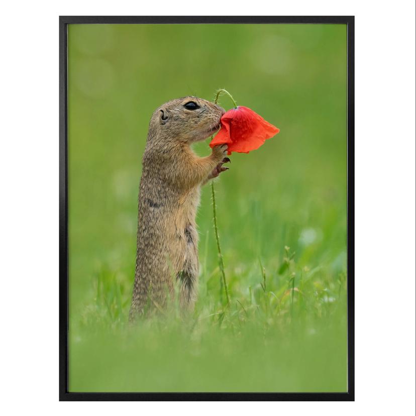 Póster van Duijn - Ardilla terrestre con flor de amapola