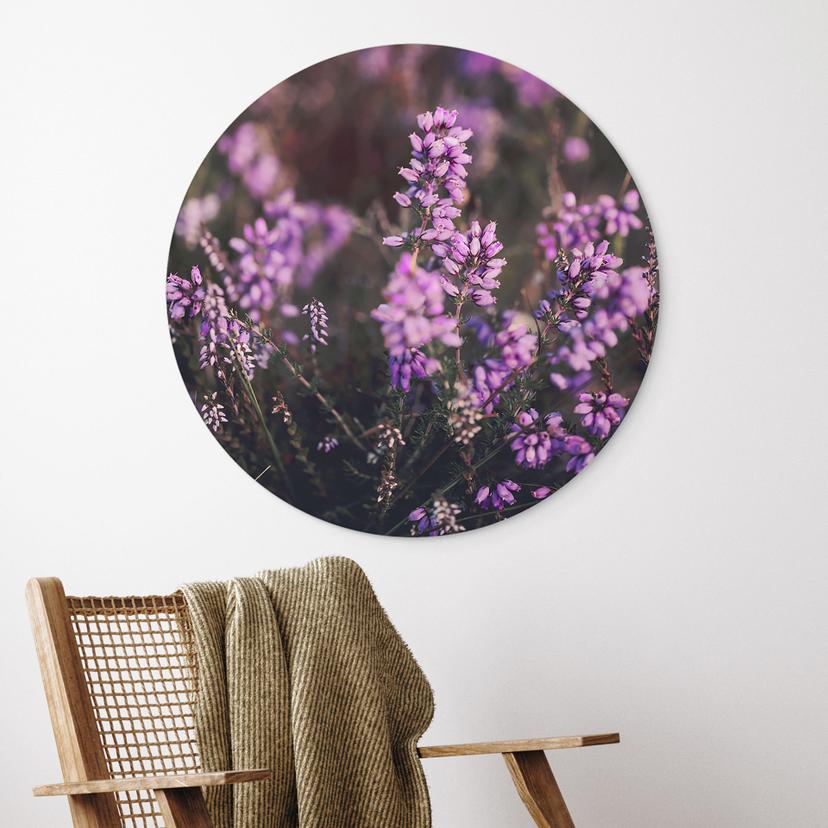 Stampe per pareti con fiori di erica viola e luce calda - Annie - Alu-Dibond Round