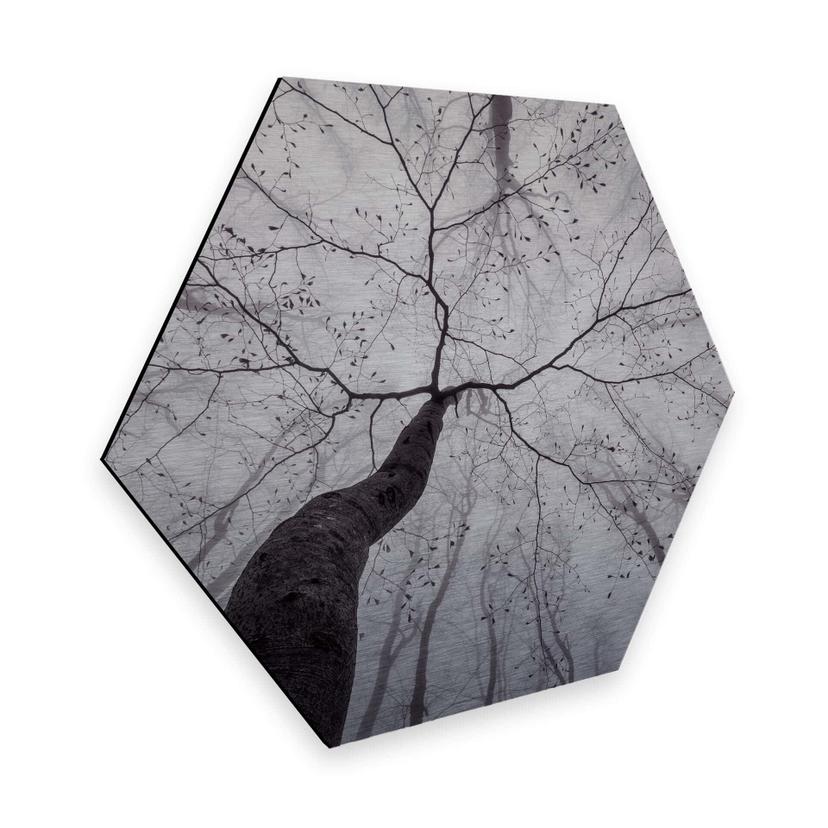 Hexagone - Alu-Dibond effet argenté Pavlasek - Vers la cime des arbres