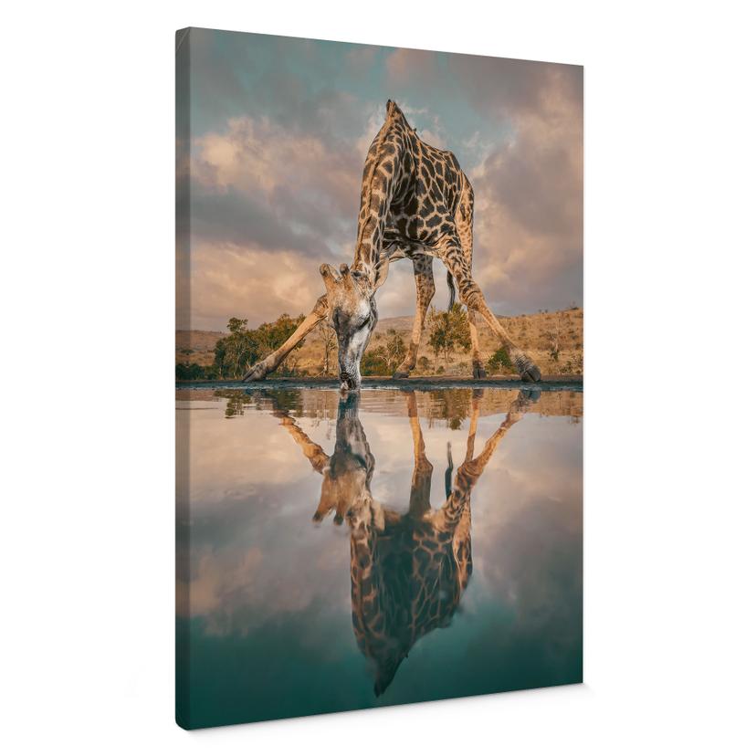 Canvasbillede Refleksion af en giraf i naturen - Amtmann
