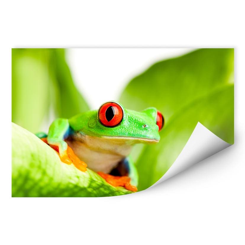 Zelfklevende Poster - Knalgroene Kikker