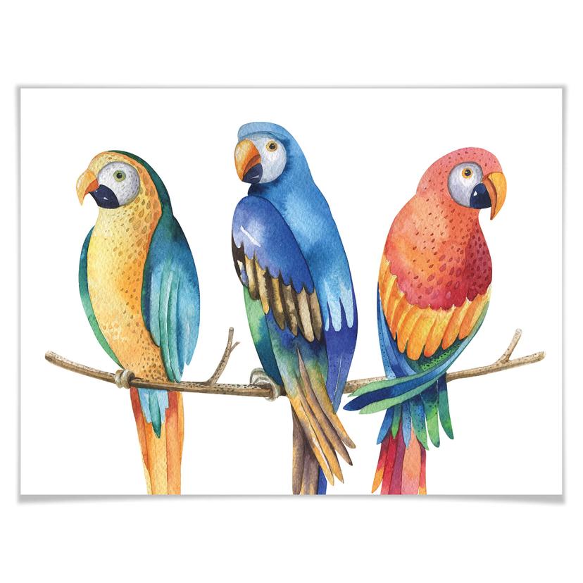 Affiche Kvilis - Perroquets colorés