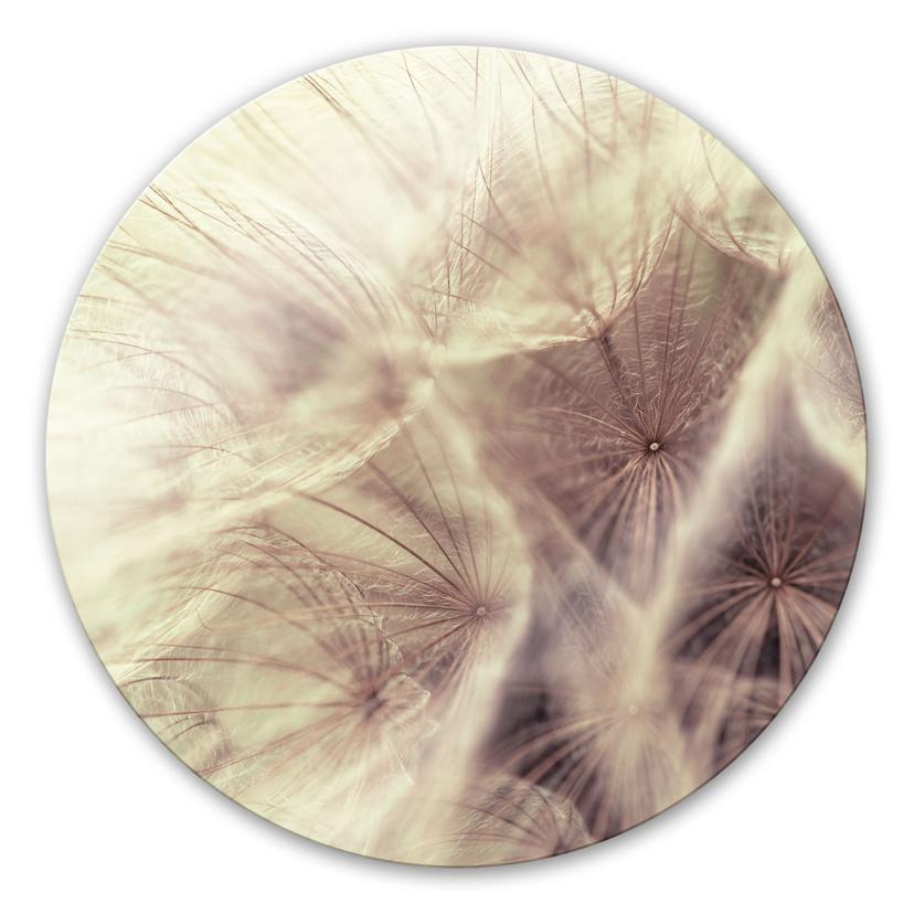 Tableau en verre - Pissenlit en gros plan - rond