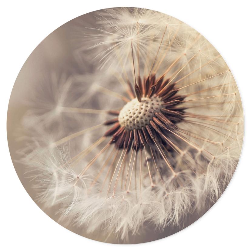 Adesivo murale Delgado - Dandelion - Rotondo