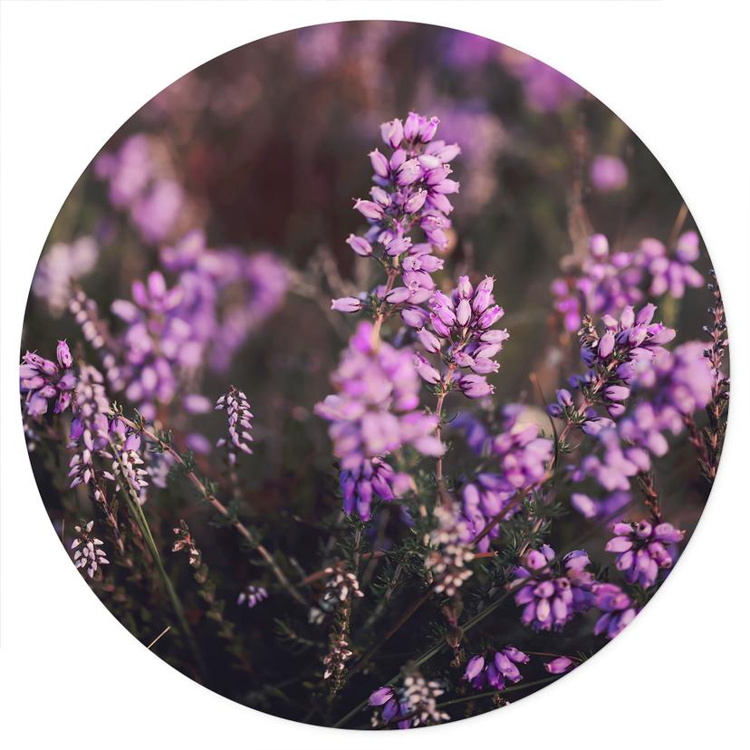 Wallsticker Lila ljungblomma i varmt ljus | Blommor väggklistermärke - Annie - Rund