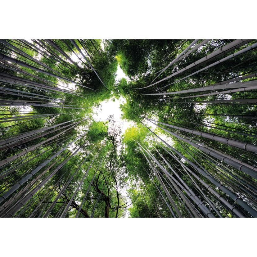 Fotomurale Hugonnard Foresta giapponese