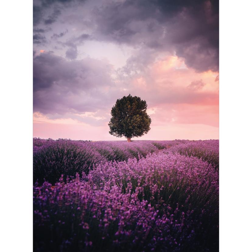 Fotobehang Paarse lavendelvelden bij zonsondergang - Cevik