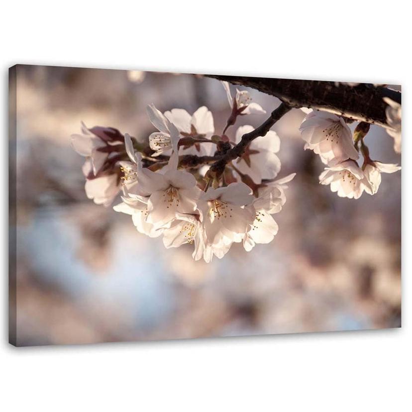 Canvasbillede, Kirsebærblomst