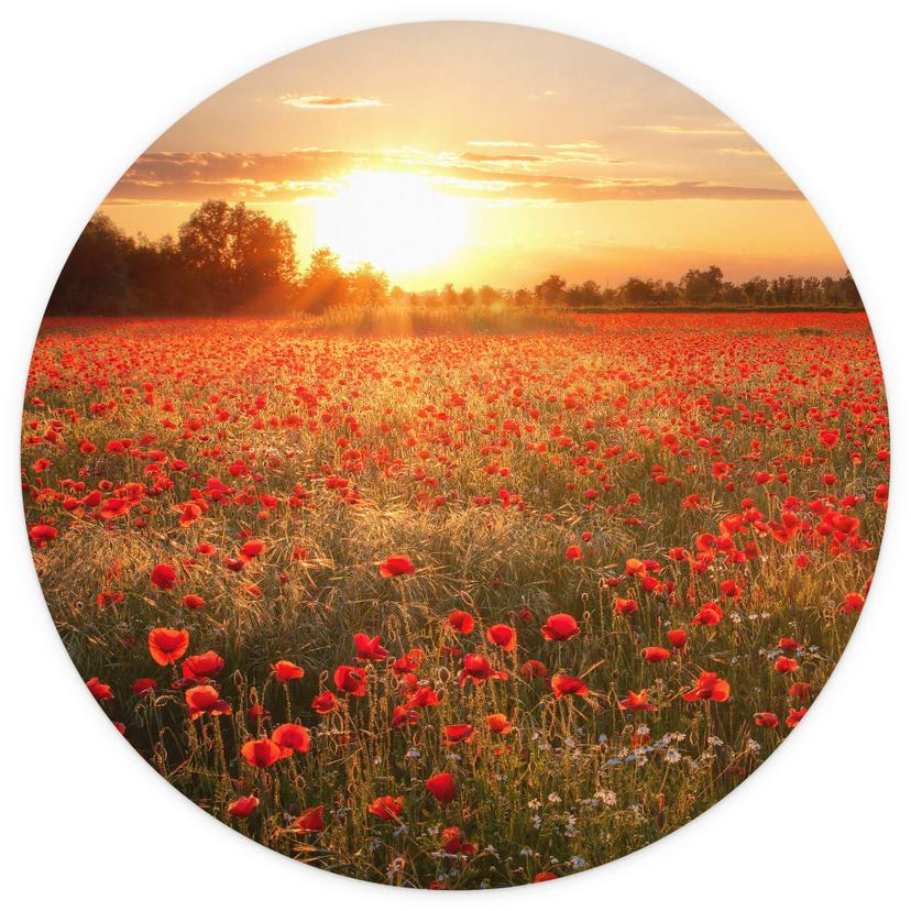 Fotomurale - Campo di papaveri al tramonto - carta da parati in tessuto non tessuto/carta da parati