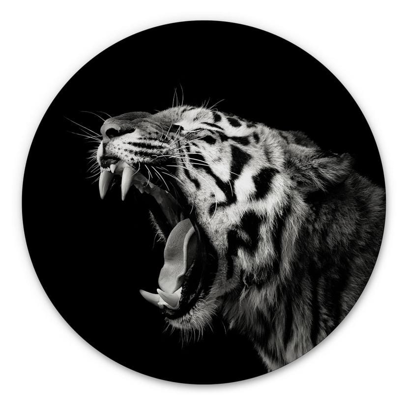 Hexagone - alu-Dibond Meermann - Le tigre - Rond