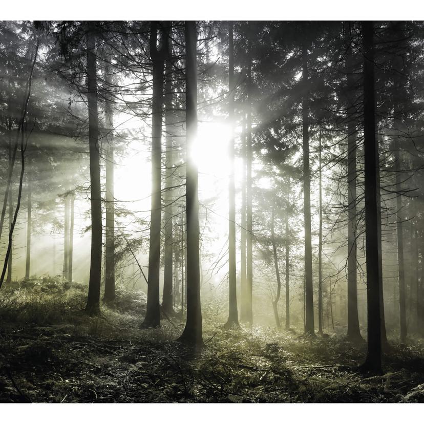 Fototapet - Solstrålar i skogen gul