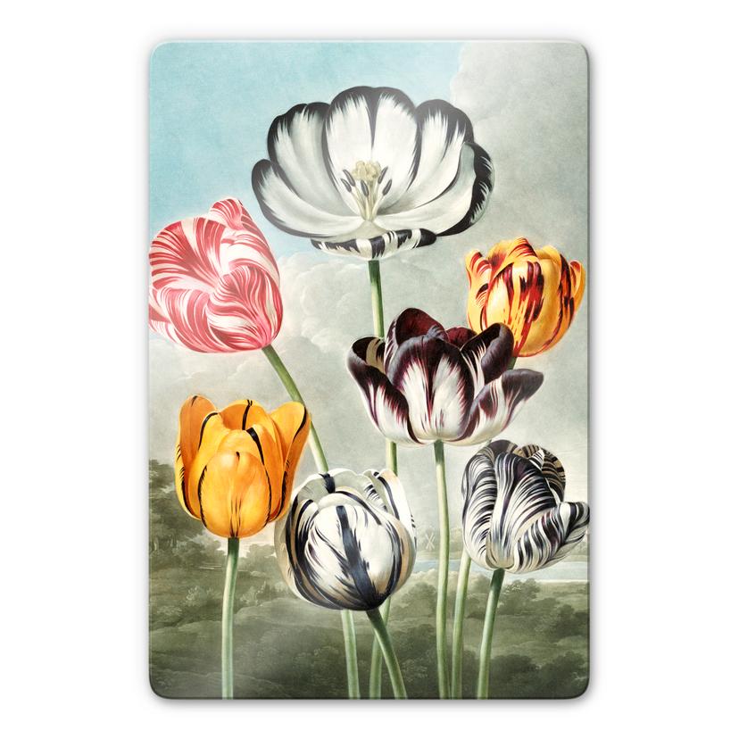 Tableau en verre - Thornton - Tulipes
