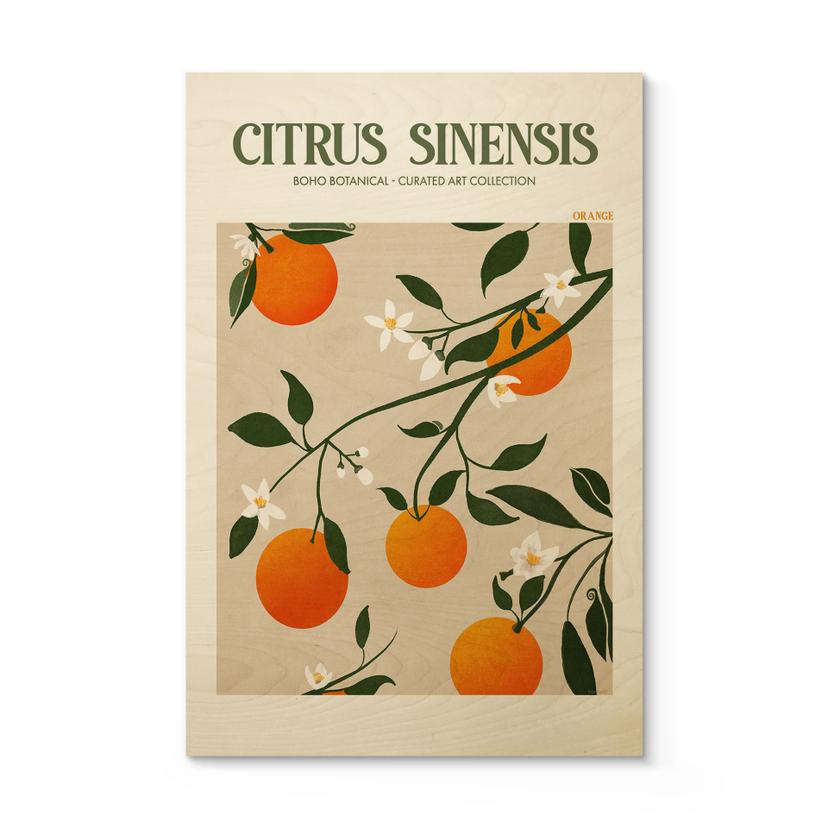 Billede af træ Boho appelsintræ - Citrus Sinensis - Tunaboylu