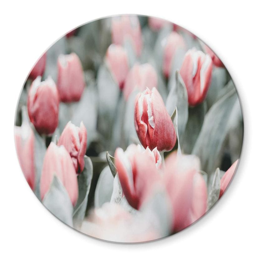 Tableau sur verre Annie - Tulipes de printemps - Rond