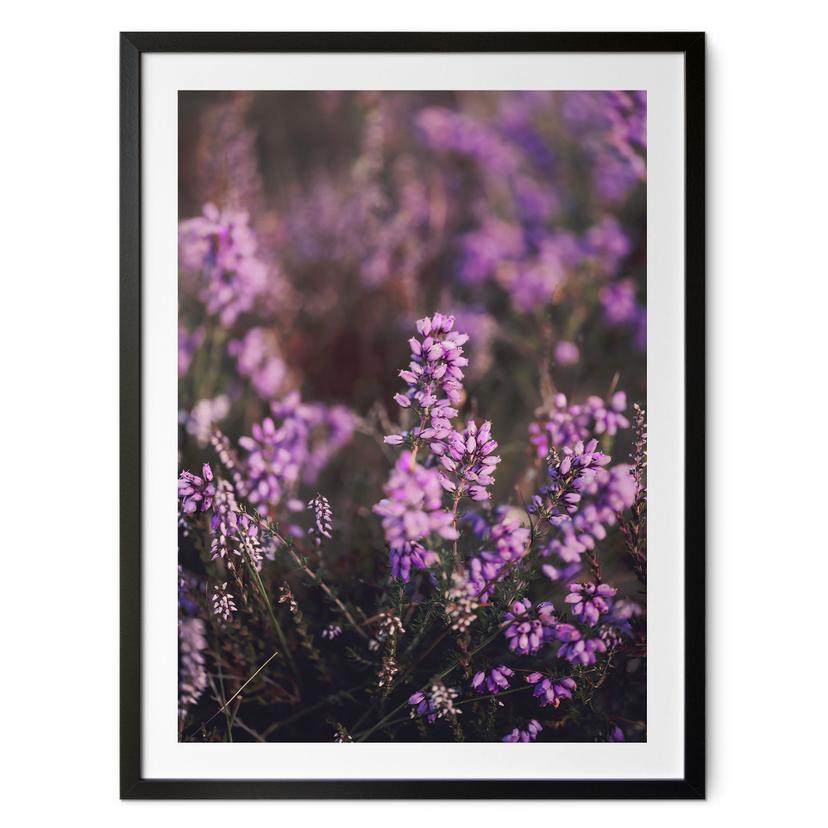 Plakat med lilla lyngblomster i varmt lys - Annie