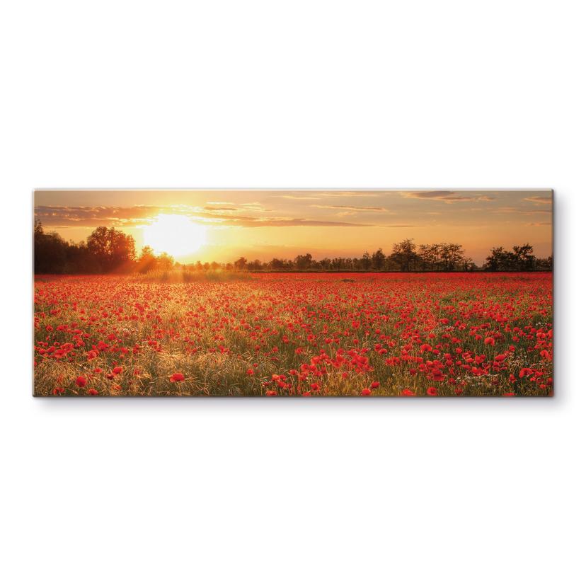 Spatscherm Klaprozen bij Zonsondergang - Panorama