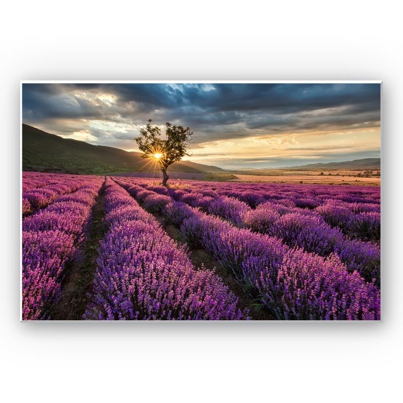Tableau Forex - Champ de lavande en Provence