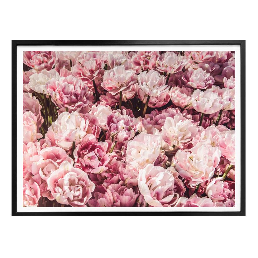 Affiche Pivoines