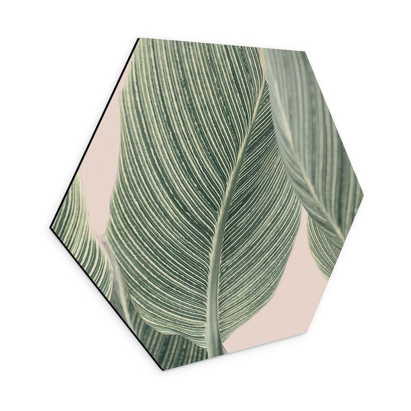 Hexagon Dibond Calathea-plante - Sisi & Seb