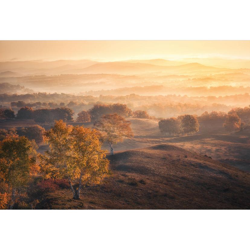 Fotomurale con paesaggio - betulle nella rugiada dorata del mattino - Cui