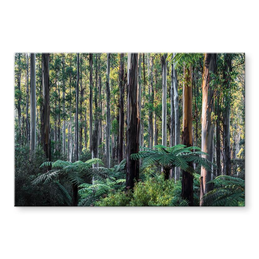 Billede af eukalyptusskov i Yarra Ranges - Colombo – print på aluminium (Alu-Dibond)