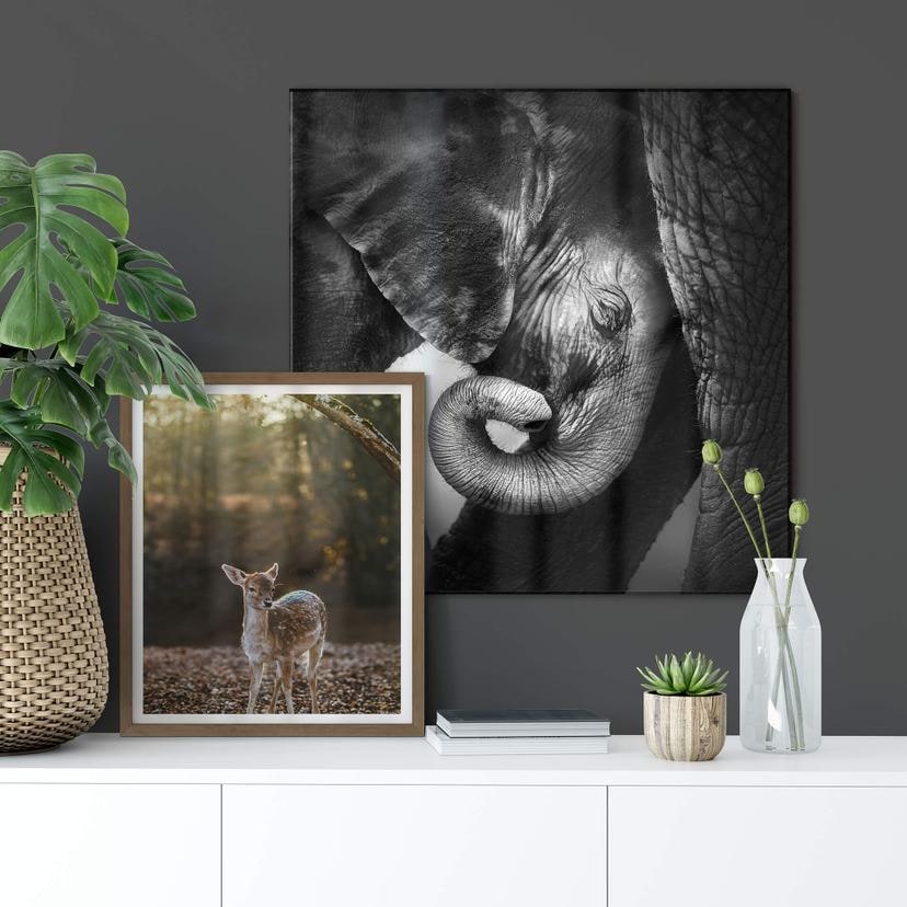 Tableau en verre - Le bébé éléphant - carré