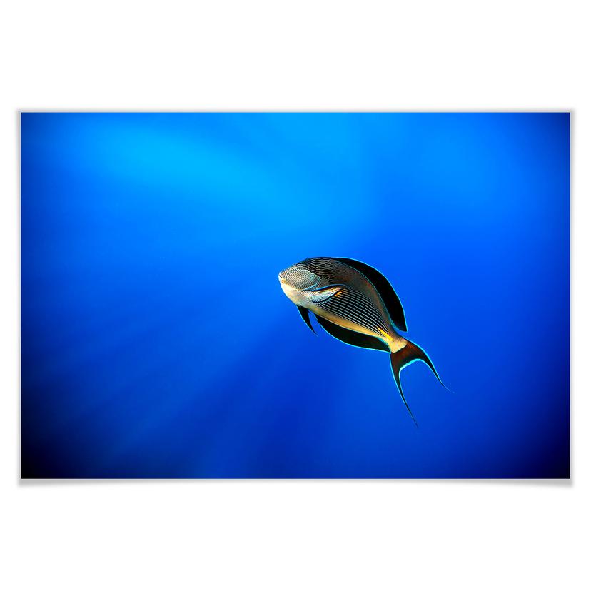 Poster Catta - Deep Ocean