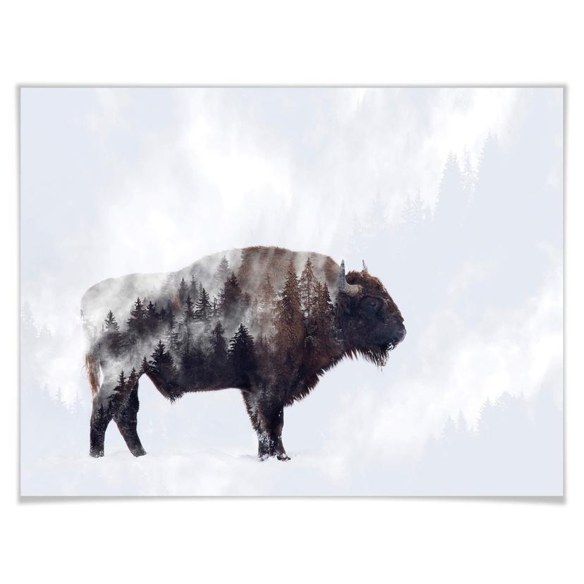 Poster Beáta - Bisonoxen