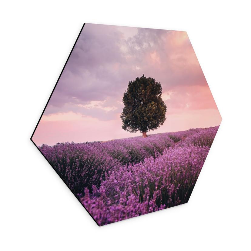 Hexagon Dibond Lilla lavendelmarker ved solnedgang - Cevik