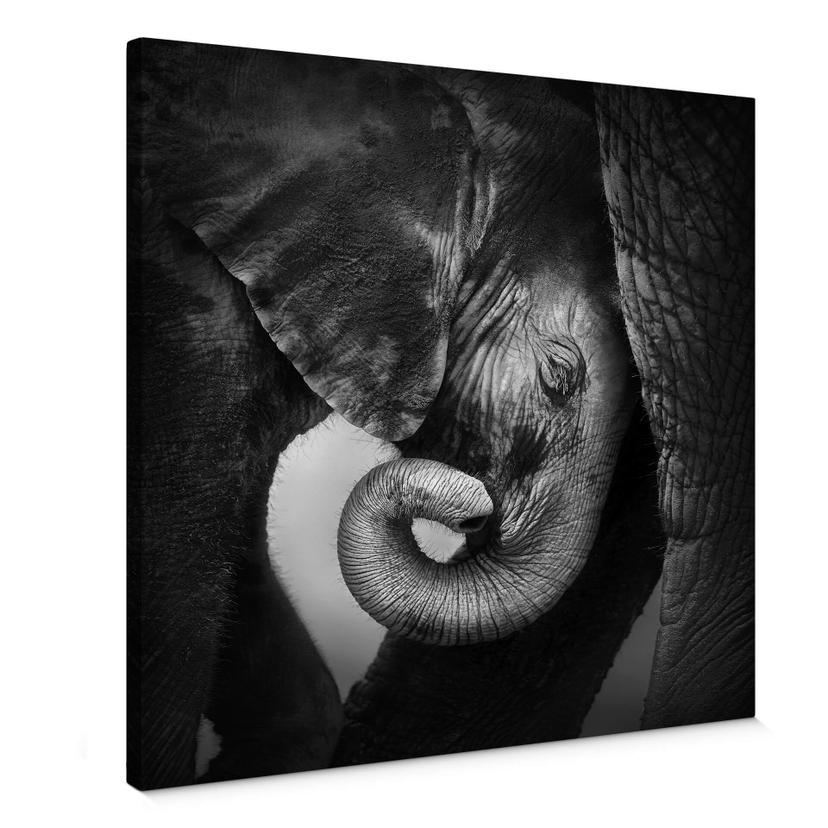 Lienzo El bebé elefante