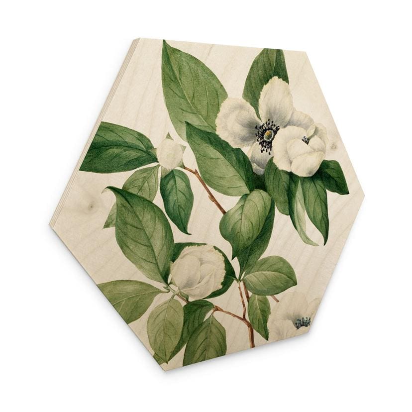 Hexagon Holzbild Botanik Illustration einer Scheinkamelie - Walcott