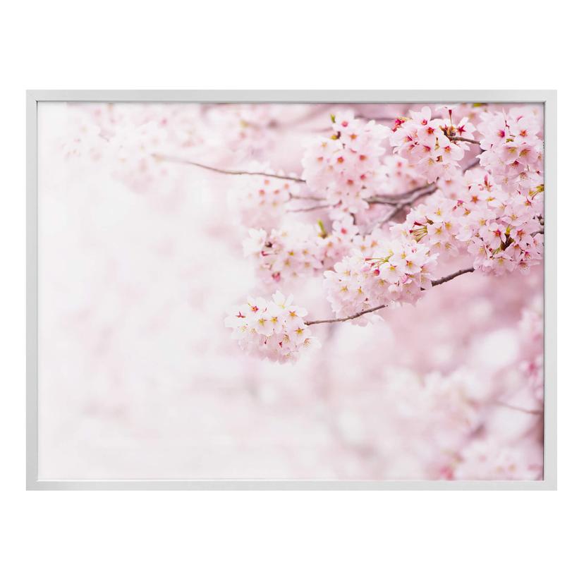 Poster Fleurs de cerisier délicates