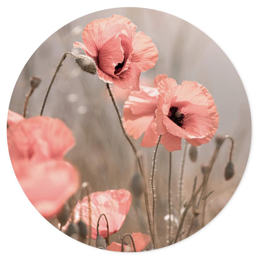 Adesivo murale - Fiore di papavero romantico - Rotondo