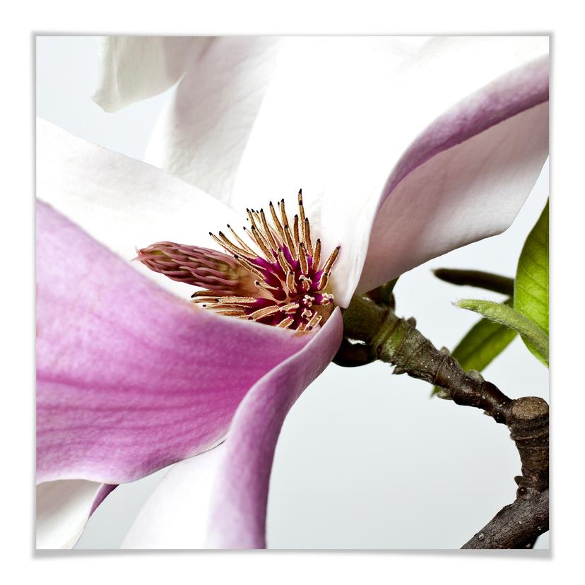Póster de Magnolia