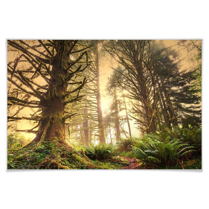 Poster - Forêt enchantée