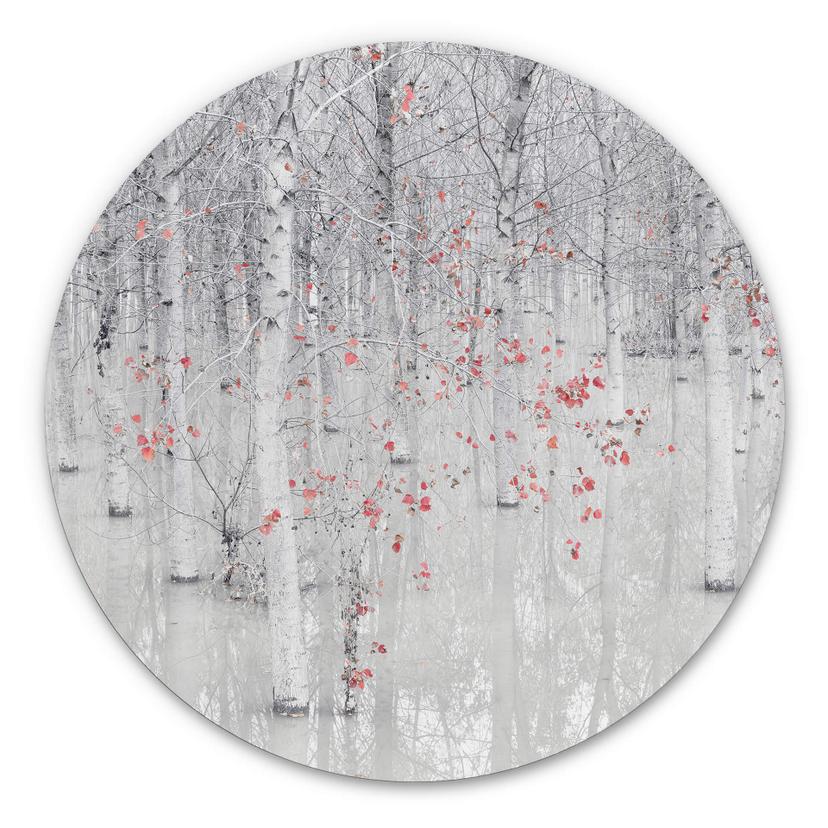 Wandbild Carozzi - Weißer Birkenwald mit roten Blättern - Alu-Dibond Rund