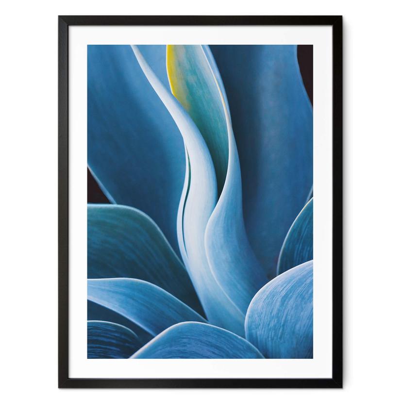 Póster Wechsler - Plantas Naturaleza muerta Agave